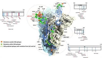 Degenerate CD8 Epitopes Mapping to Structurally Constrained Regions of the Spike Protein: A T Cell-Based Way-Out From the SARS-CoV-2 Variants Storm